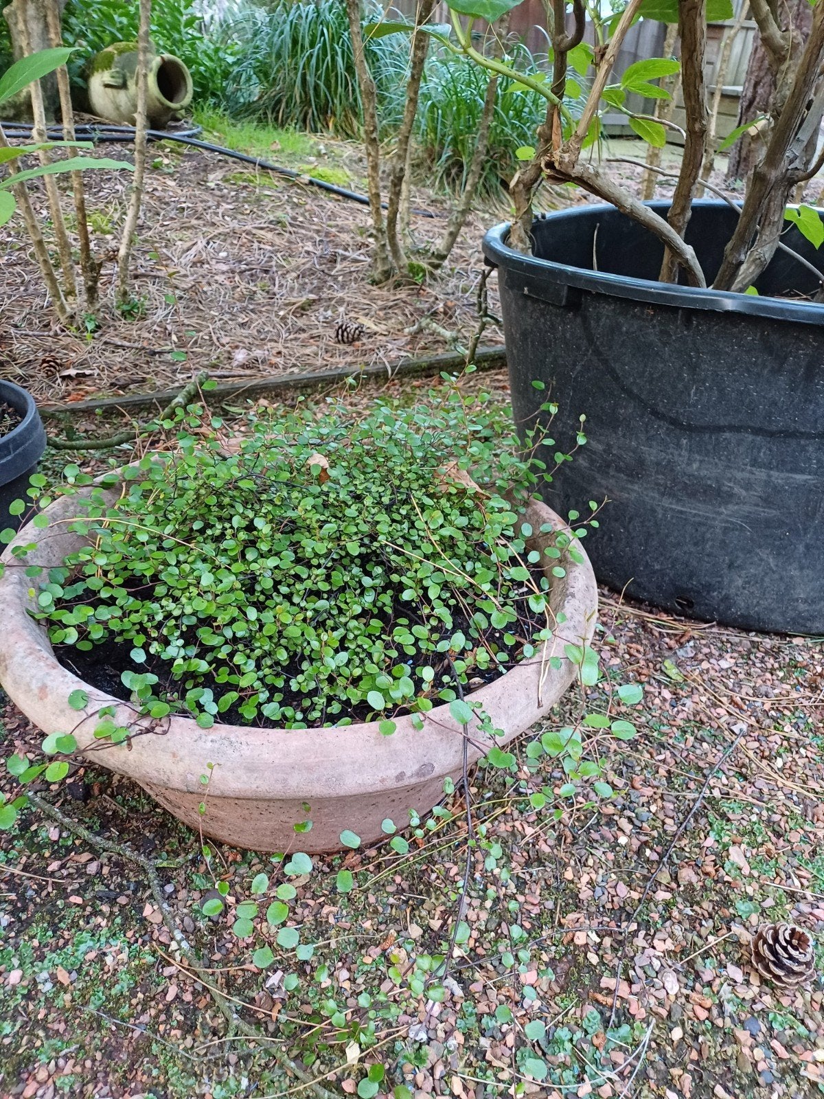 meulenbechia in potten, Tuin en Terras, Ophalen