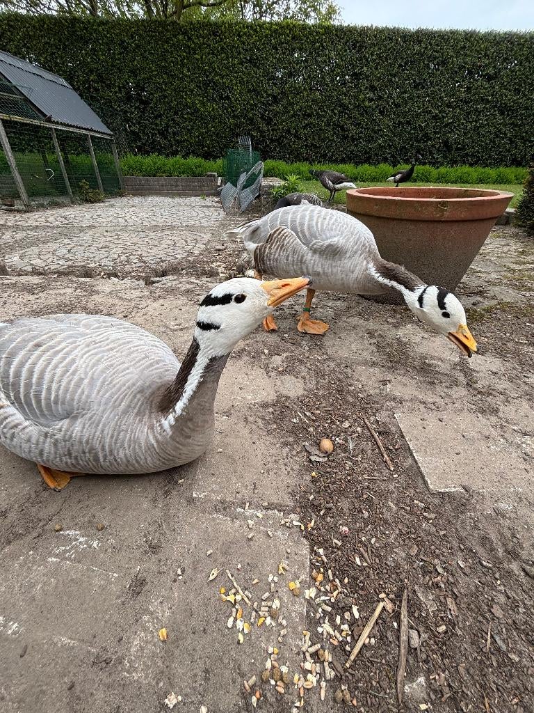 Gezocht: bevrucht ganzenei / broedei gans, Dieren en Toebehoren, Vogels | Overige Vogels