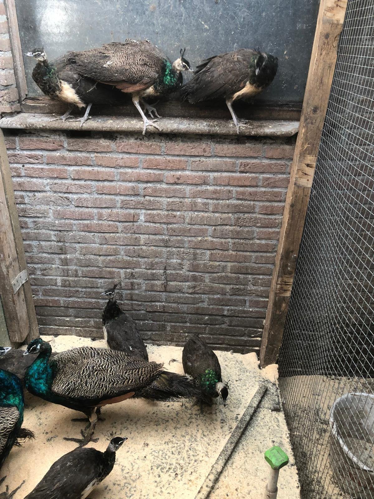 Pauwen te koop