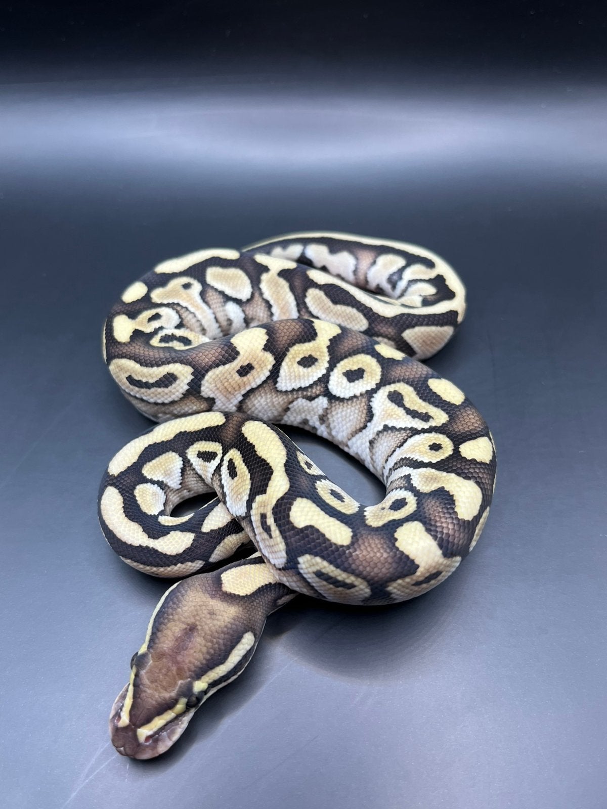 Sale Antwerpen Div.Koningspythons,Ball Python,Python Regius Ball Python photo 9