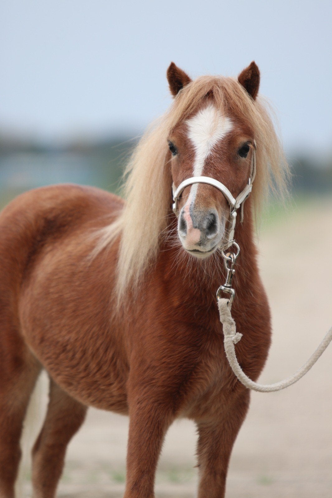 Prachtige, zeer kleine appaloosa en vos merries, Jument, M, Avec puce électronique, 3 à 6 ans