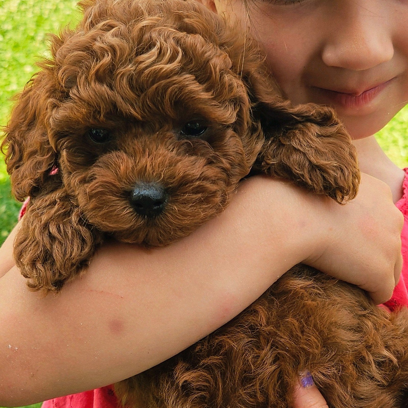 Poedel pups, 1 à 2 ans, Belgique, Éleveur | Loisir, Un chien