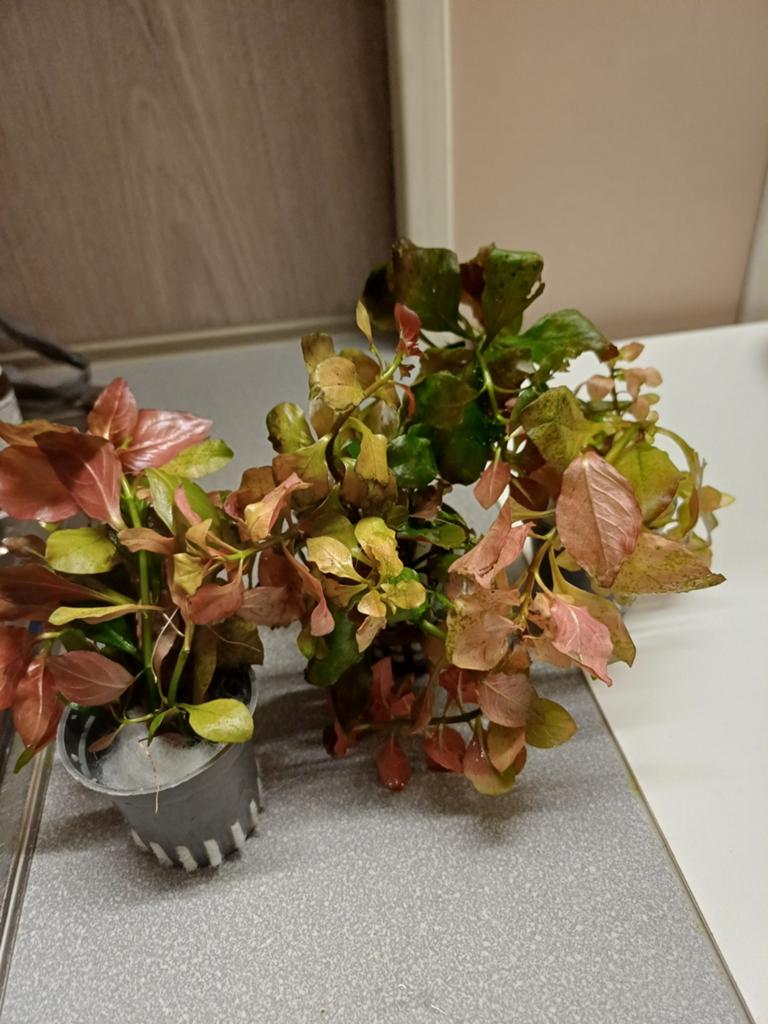 Aquariumplanten,zie omschrijving, Dieren en Toebehoren, Ophalen, Plant(en), Steen of Hout