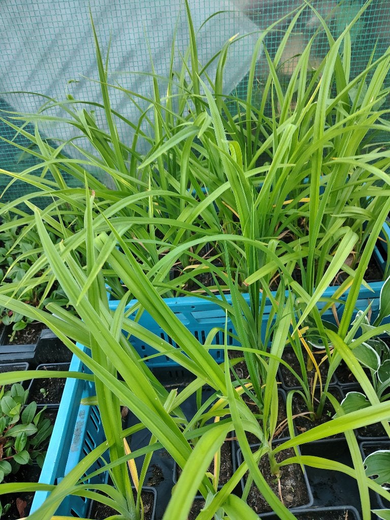 Hemerocallis (Daglelie) P9, Tuin en Terras, Ophalen, Vaste plant