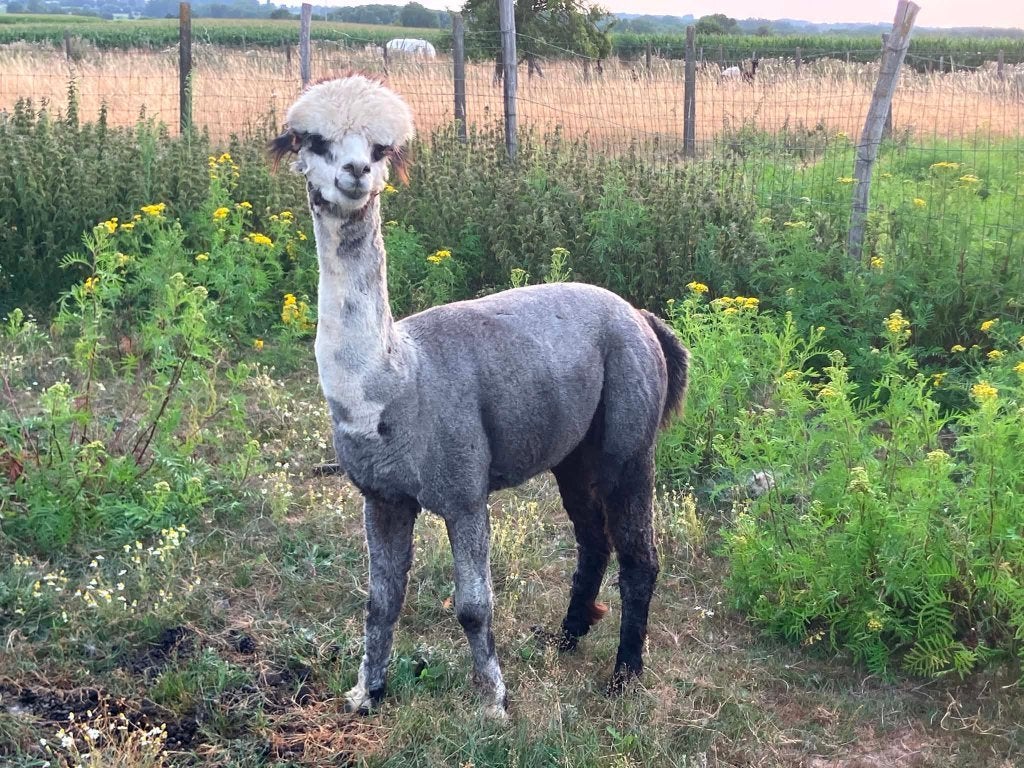 Alpaca Merries/Hengsten/veulens/cria, Dieren en Toebehoren, Januari, Meerdere dieren
