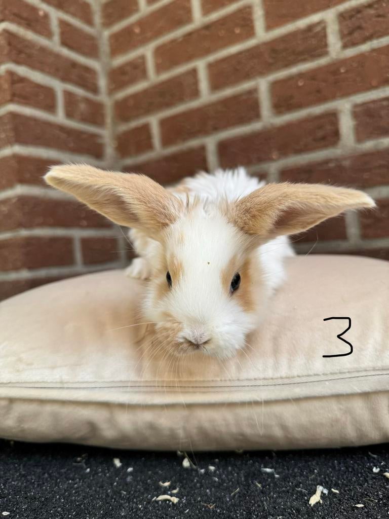 Franse Hangoor x Duitse reus RAM, Dieren en Toebehoren, Hangoor