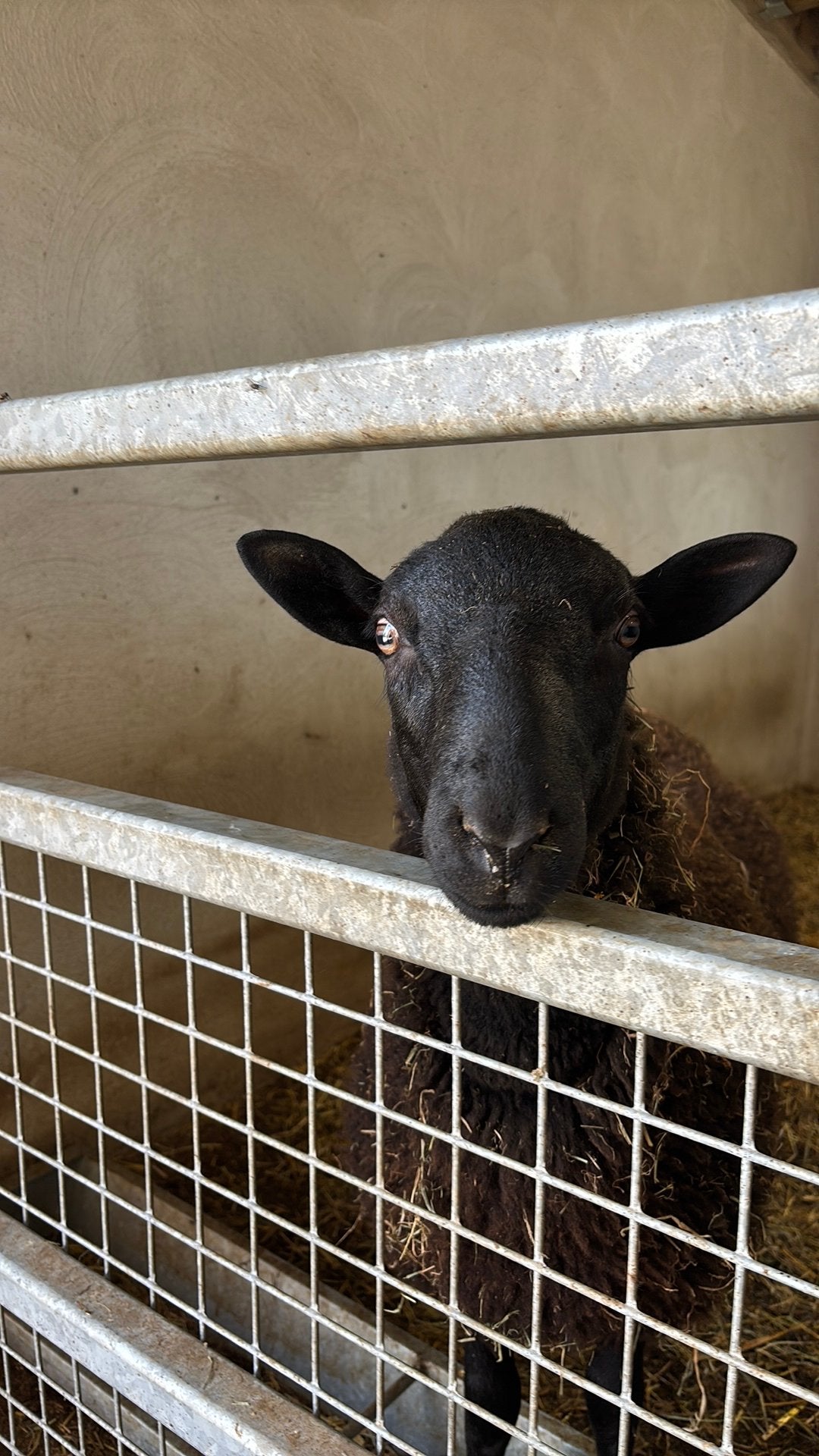 Ramlam te koop, Mannelijk, Schaap, 0 tot 2 jaar