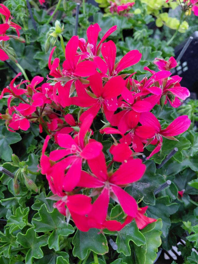 Hanggeraniums in kleuren in PROMO, Enlèvement