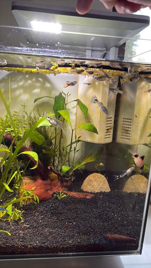 guppys/guppen/endler/raszuiver, Enlèvement, Neuf