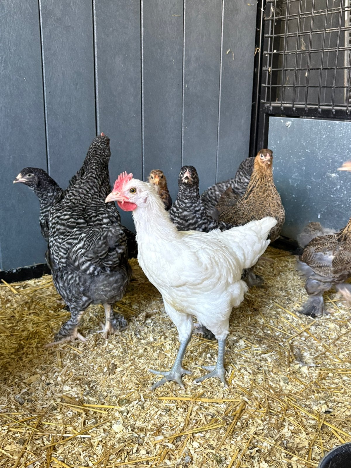 Jonge Poules de bresse haan