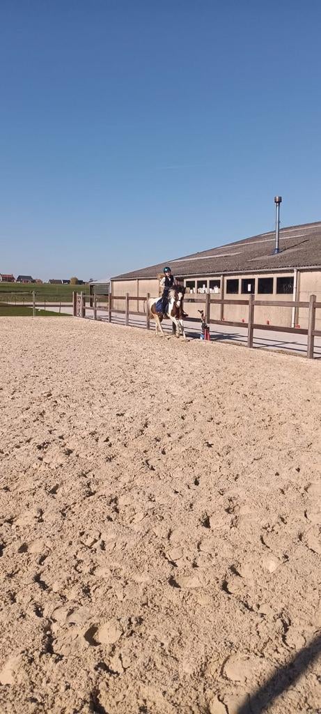 Verzorgpaard/pony gezocht!, Dieren en Toebehoren, Stalling en Weidegang
