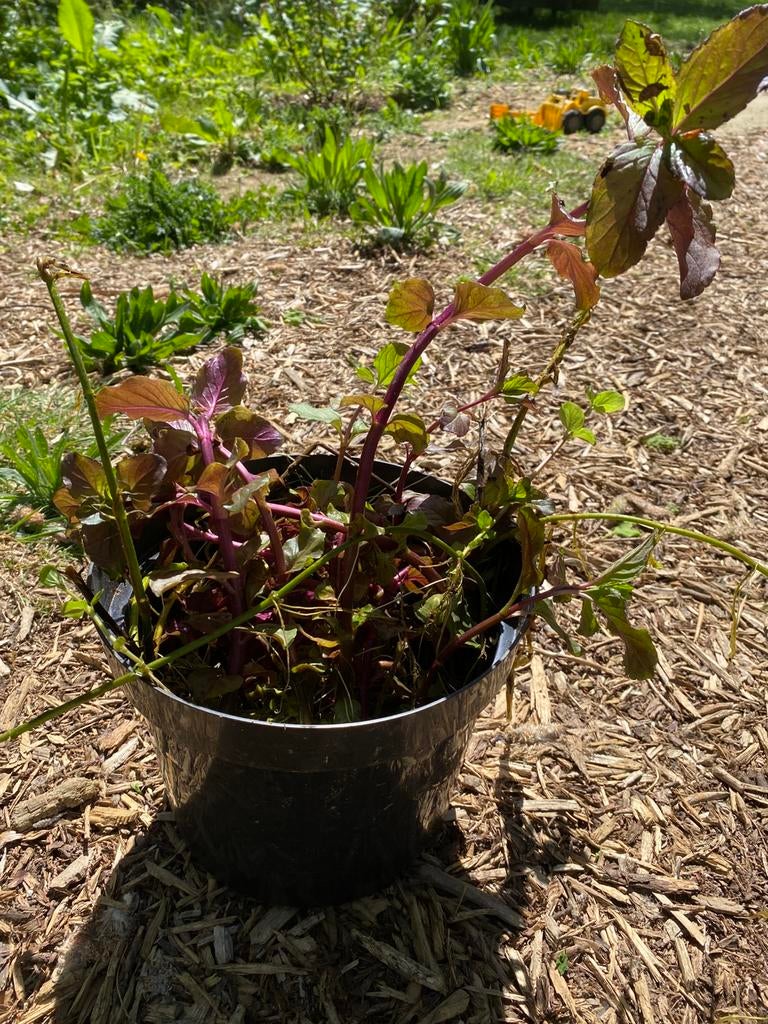 Watermunt - Mentha aquatica, Tuin en Terras, Planten | Tuinplanten, Ophalen, Vaste plant, Halfschaduw, Zomer