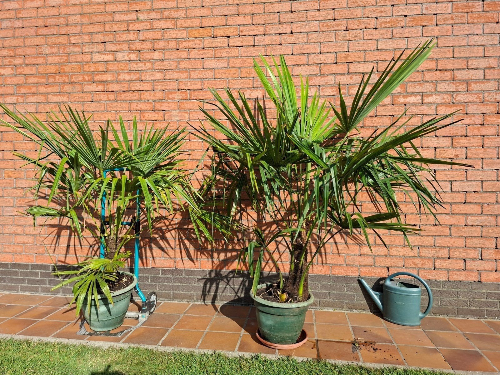 Winterharde palm, Ophalen