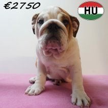Engelse Bulldog – Lief en karaktervol pups te koop, Dieren en Toebehoren, 15 weken tot 1 jaar, Handelaar, CDV (hondenziekte), Buitenland