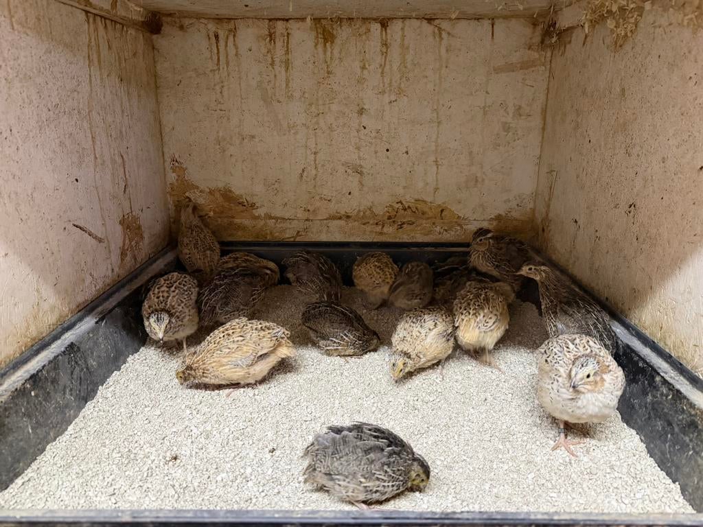 Japanse kwartels, Dieren en Toebehoren