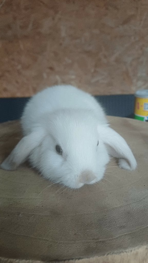 Koppeltje nhd/minilop, Dieren en Toebehoren, Meerdere dieren, Dwerg, Hangoor, 0 tot 2 jaar