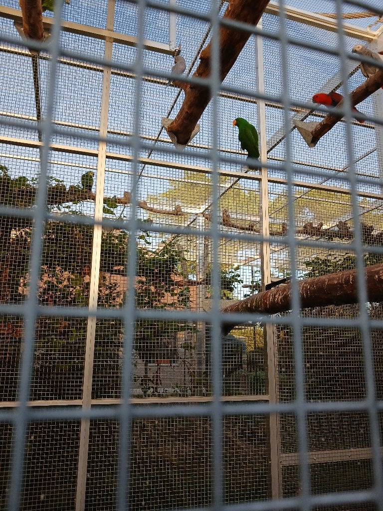 edelpapegaai  kweekman, Dieren en Toebehoren, Vogels | Parkieten en Papegaaien, Mannelijk, Papegaai, Geringd