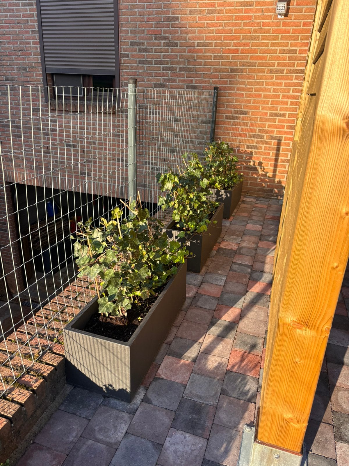9 klimopplantjes, Ophalen, Zo goed als nieuw