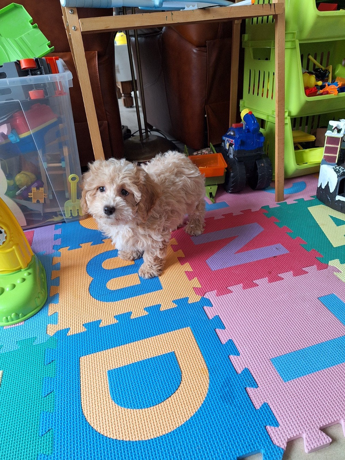 Maltipoo pups, Dieren en Toebehoren, België, Overige rassen, CDV (hondenziekte), 8 tot 15 weken