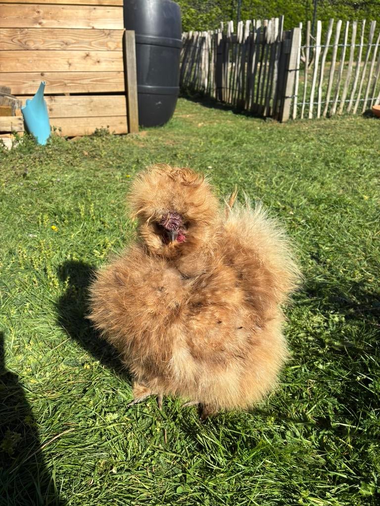 USA zijdehoen - Choco haan, Dieren en Toebehoren