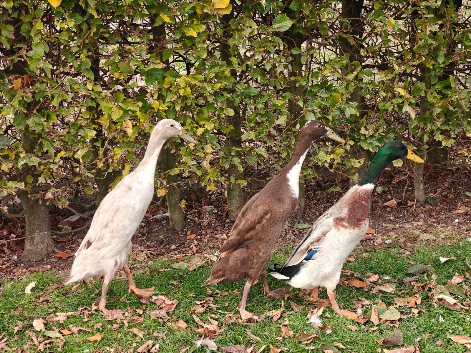 Indische loopeenden trio
