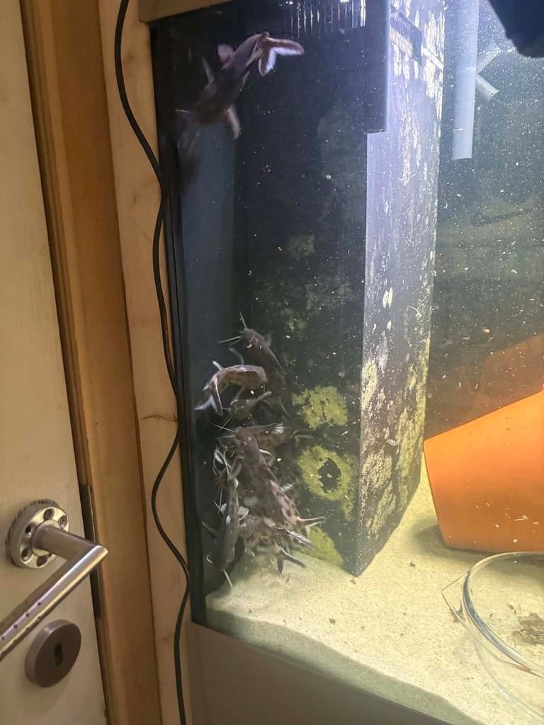 Volwassen kweekgroep synodontis polli white, Ophalen