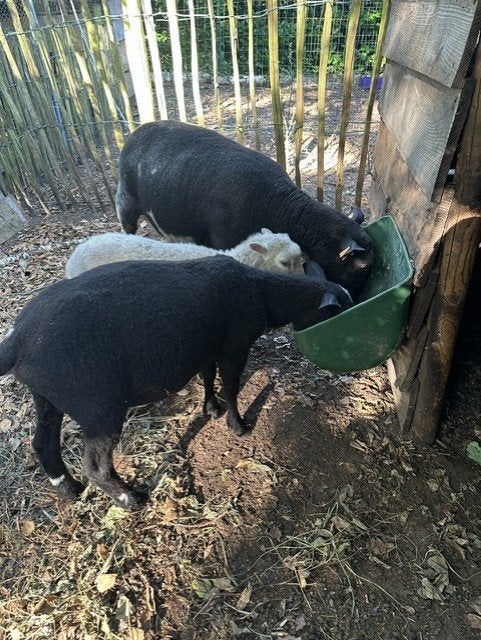 2 baggerbonte schapen (ooien), Dieren en Toebehoren, Schapen, Geiten en Varkens, Vrouwelijk, Schaap