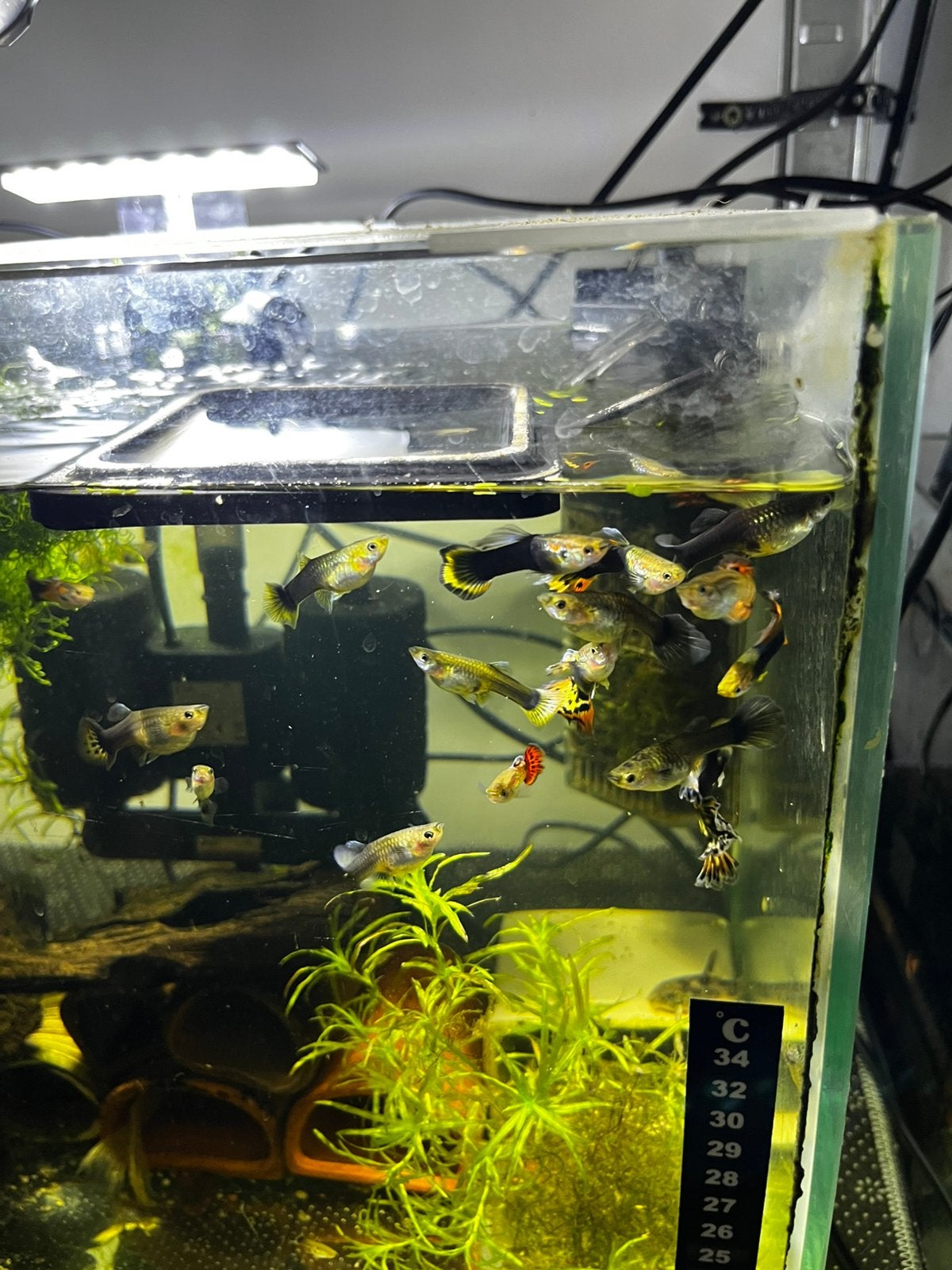 Guppy’s  1€ stuks, Ophalen of Verzenden, Zo goed als nieuw