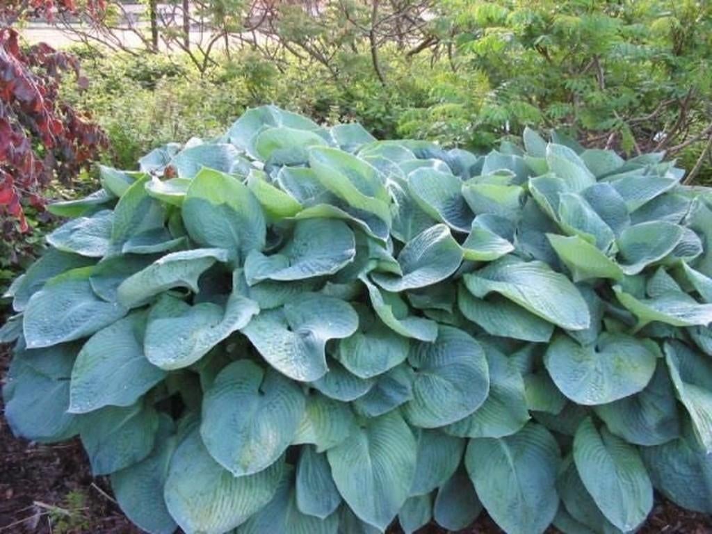 Hosta Sieboldiana Elegans, Tuin en Terras, Ophalen, Vaste plant