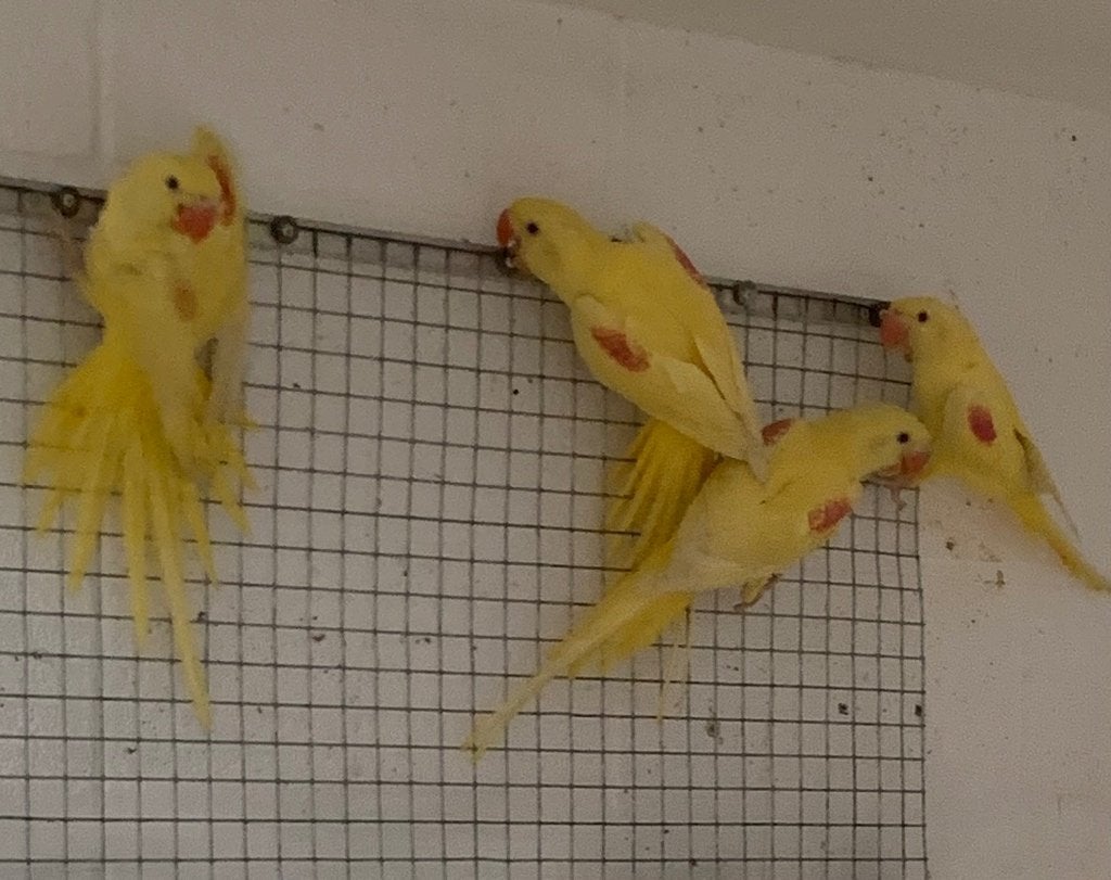 Lutino Alexander, Meerdere dieren, Parkiet, Geringd