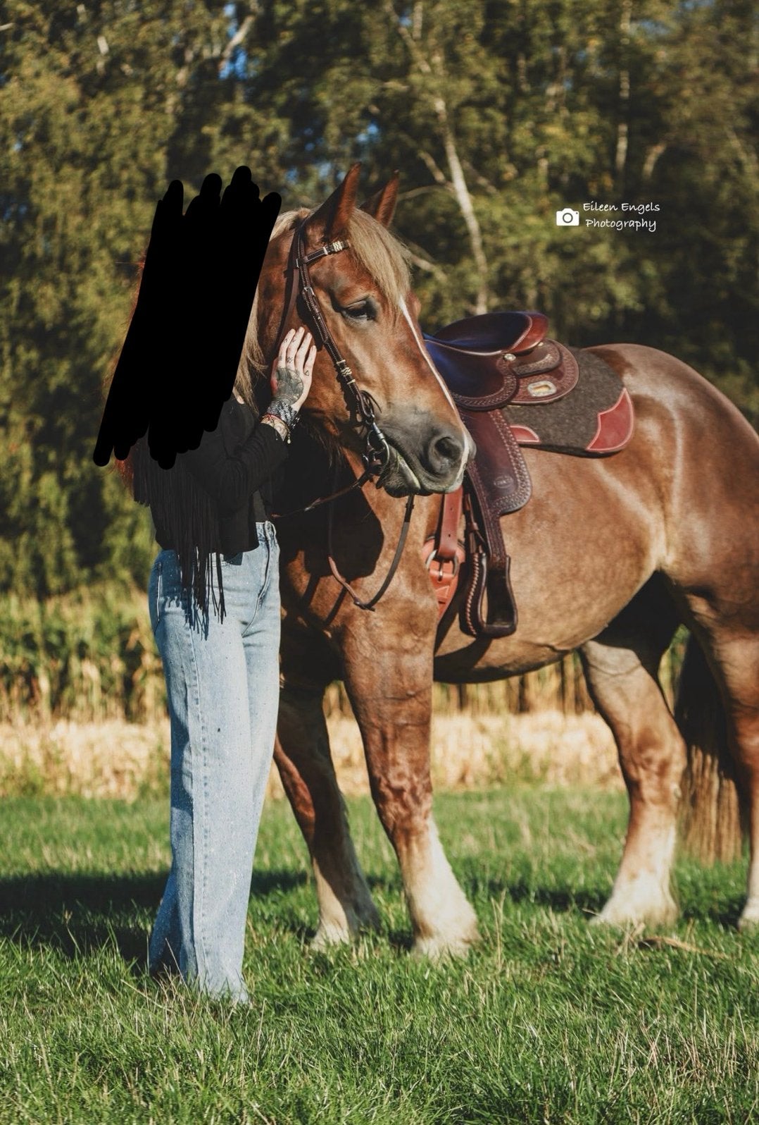 Prachtige breton merrie, Dieren en Toebehoren, Merrie