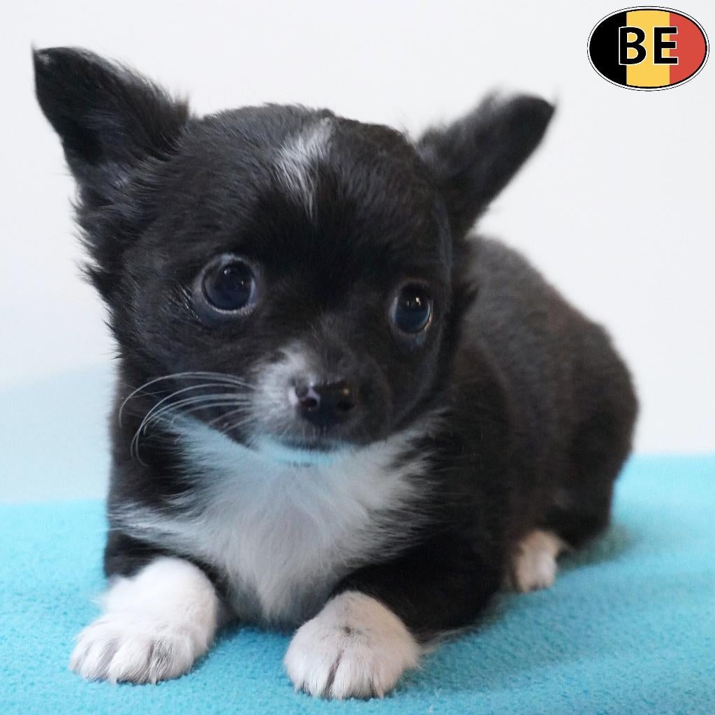 Langharige Chihuahua pups (reutje) te koop - Belgisch, Dieren en Toebehoren, Parvo, België, 8 tot 15 weken, Meerdere