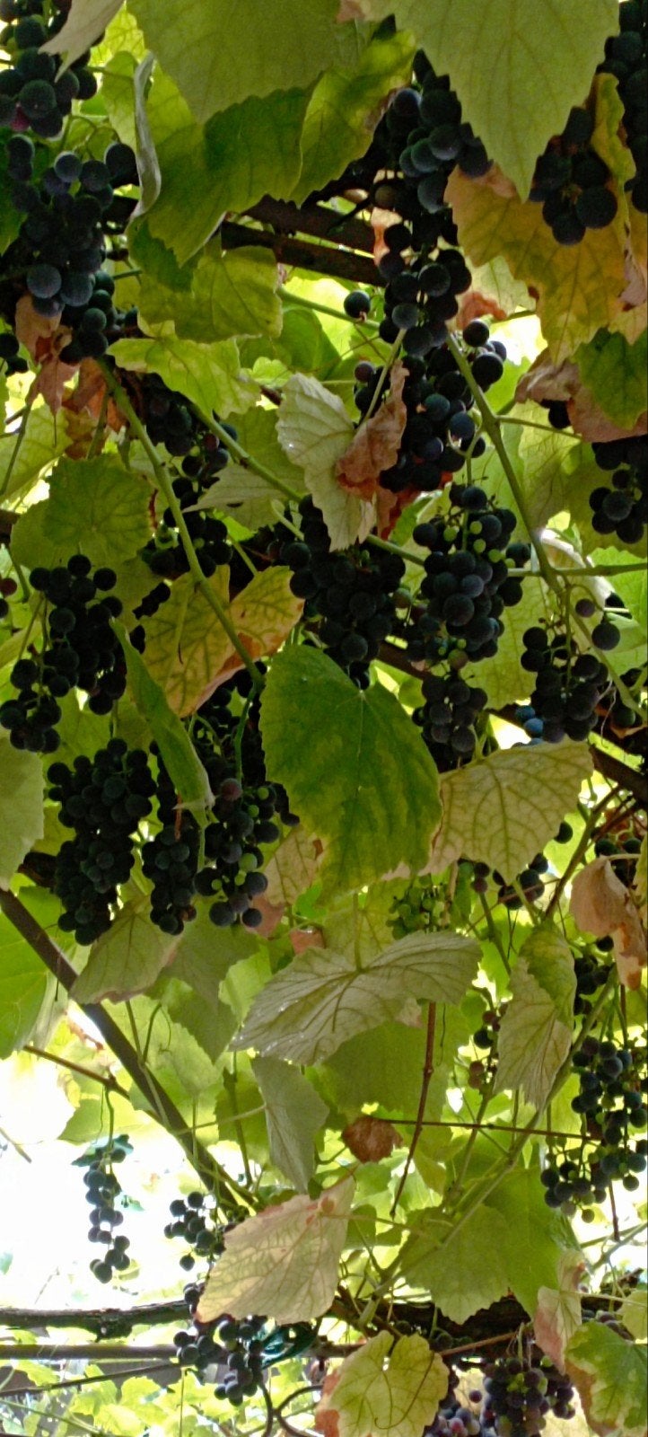 Raisin noir, Jardin & Terrasse, Enlèvement