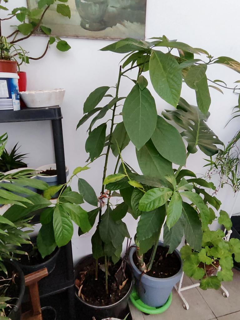 Avocado boom ( 2 planten naast elkaar), Tuin en Terras, Ophalen