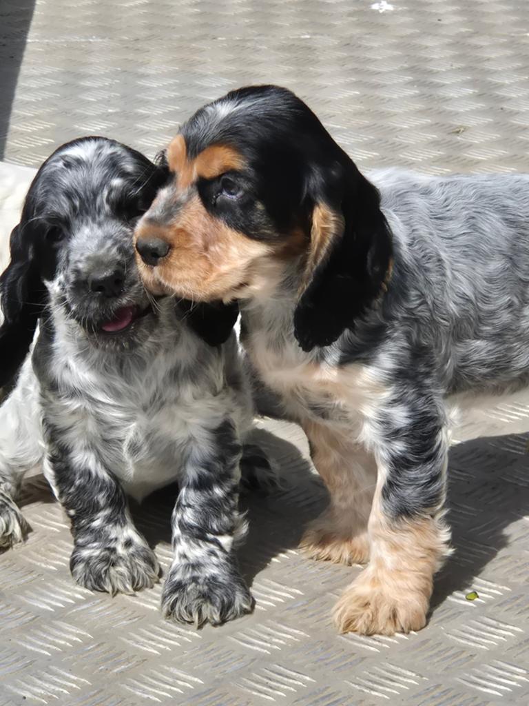 Engelse Cocker Spaniël pups, Dieren en Toebehoren, Honden | Retrievers, Spaniëls en Waterhonden, Meerdere dieren, Spaniël, Fokker | Hobbymatig