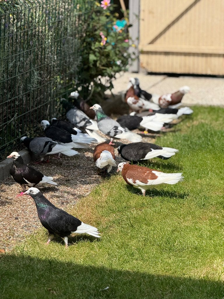 Dōnek. Duiven, Dieren en Toebehoren, Meerdere dieren, Tuimelaar of Roller