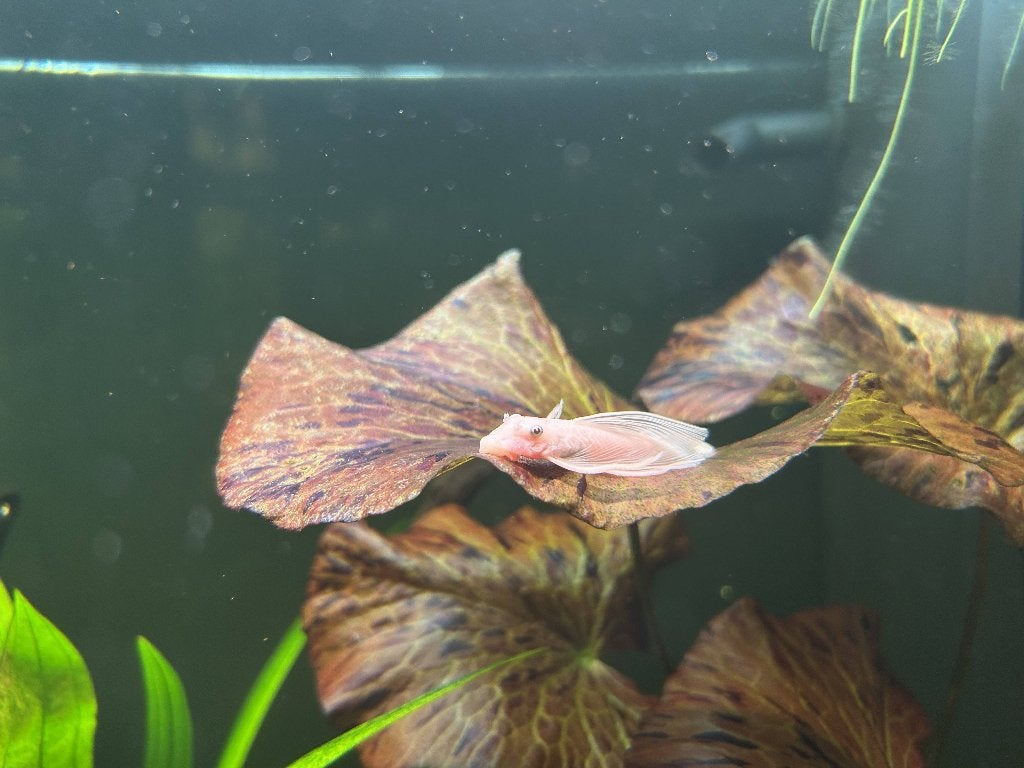 Snow white longfin ancistrus, Poisson, Poisson d'eau douce