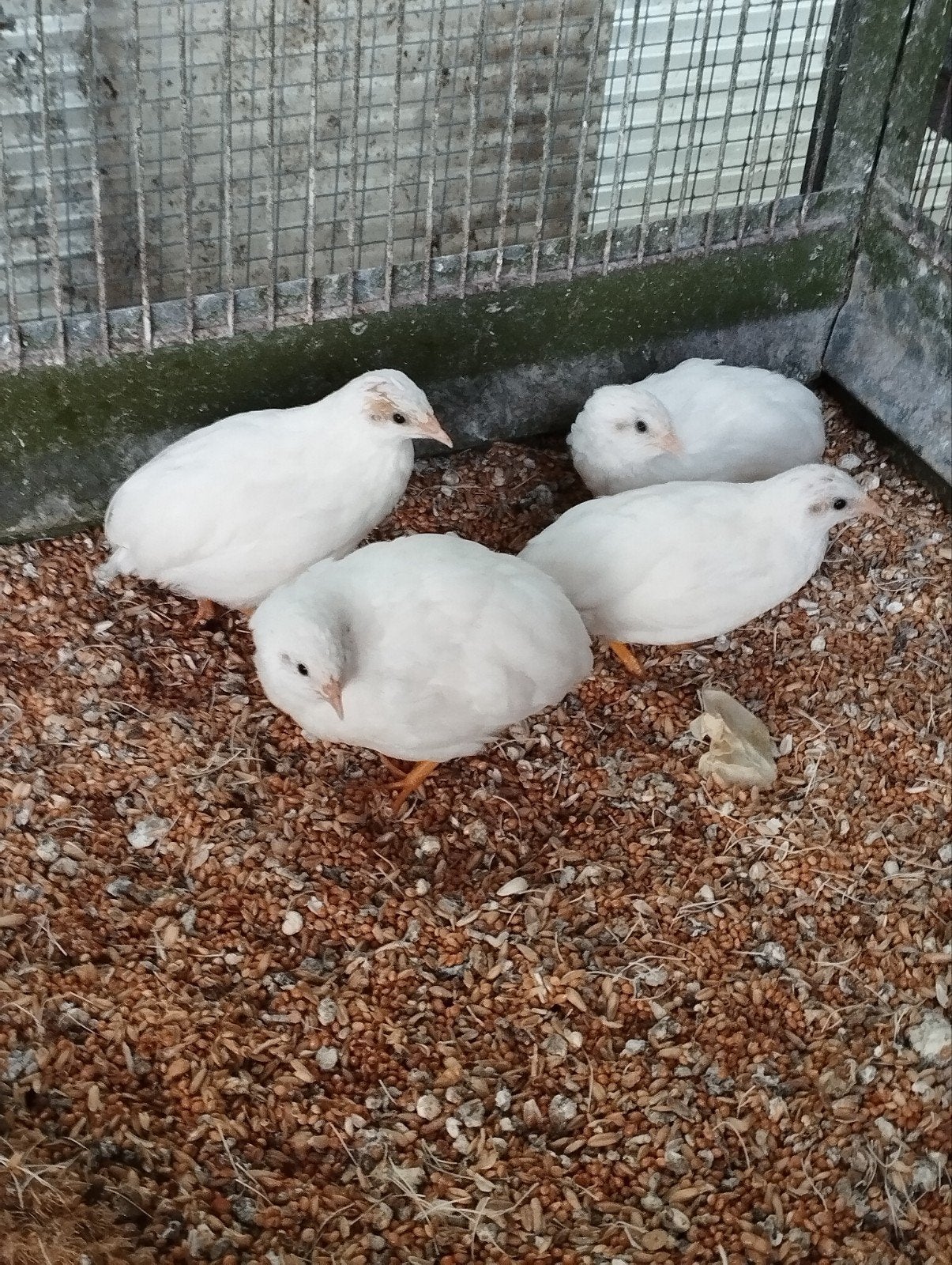 Chinese dwergkwartels, Dieren en Toebehoren
