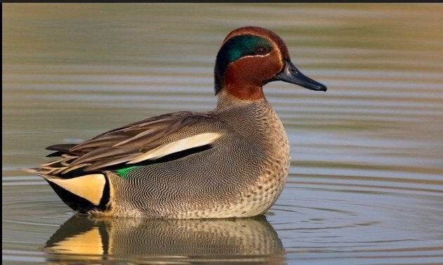 Siereenden: Vrouwtje Europese wintertaling 2026, Dieren en Toebehoren, Pluimvee, Vrouwelijk, Eend