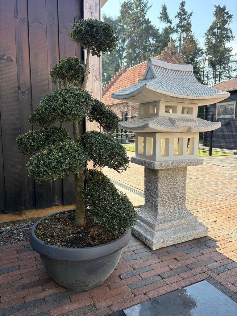 Te koop: Japanse bonsai Ilex crenata 1,30 /1,40 m/1,60-200m, Ophalen, In pot