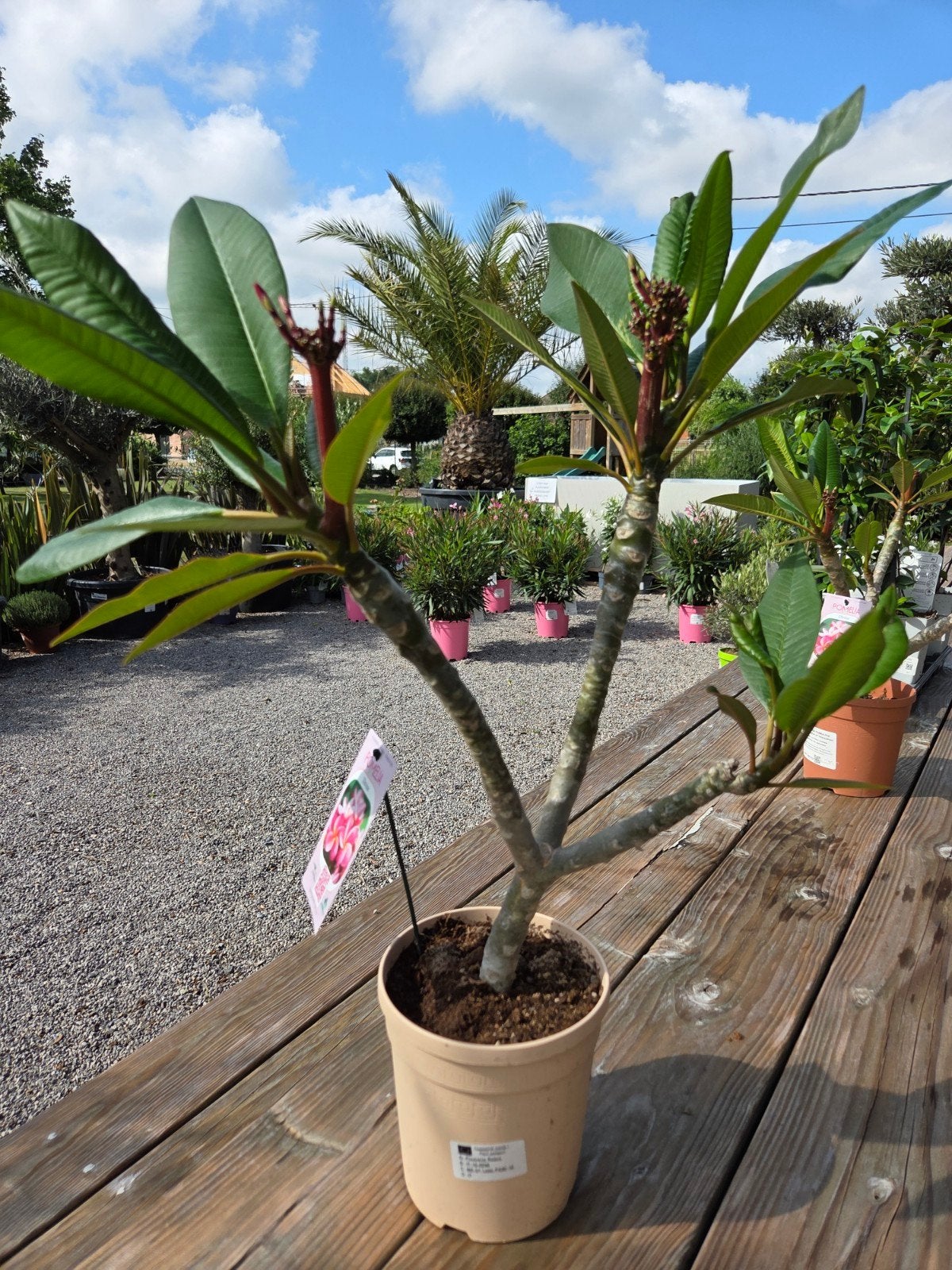 Plumeria Rubra - Tempelboom, Tuin en Terras, Planten | Tuinplanten, Ophalen