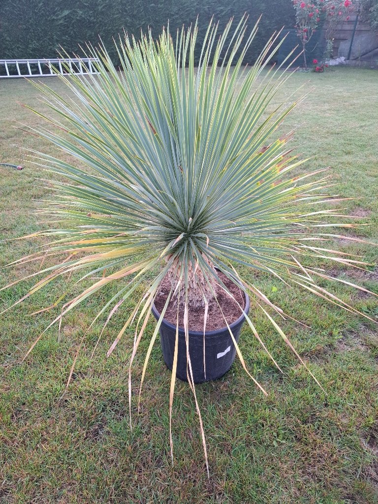 Yucca Rostrata stamhoogte 22 cm, Tuin en Terras, Planten | Tuinplanten, Volle zon, Vaste plant, Zomer, Ophalen