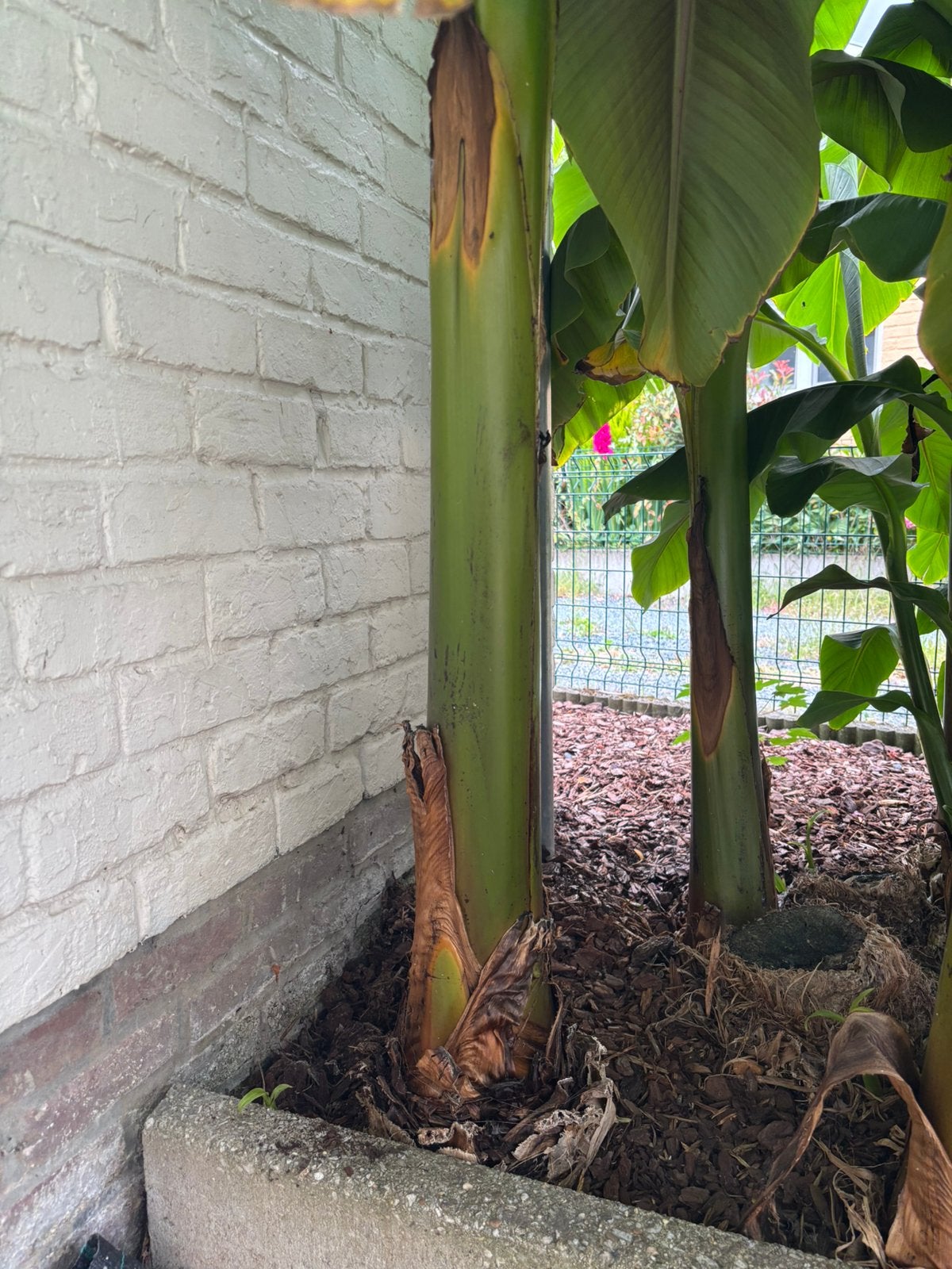 Bananen boom, Ophalen