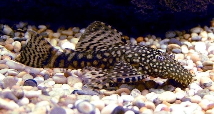 Ancistrus wildkleur, Dieren en Toebehoren