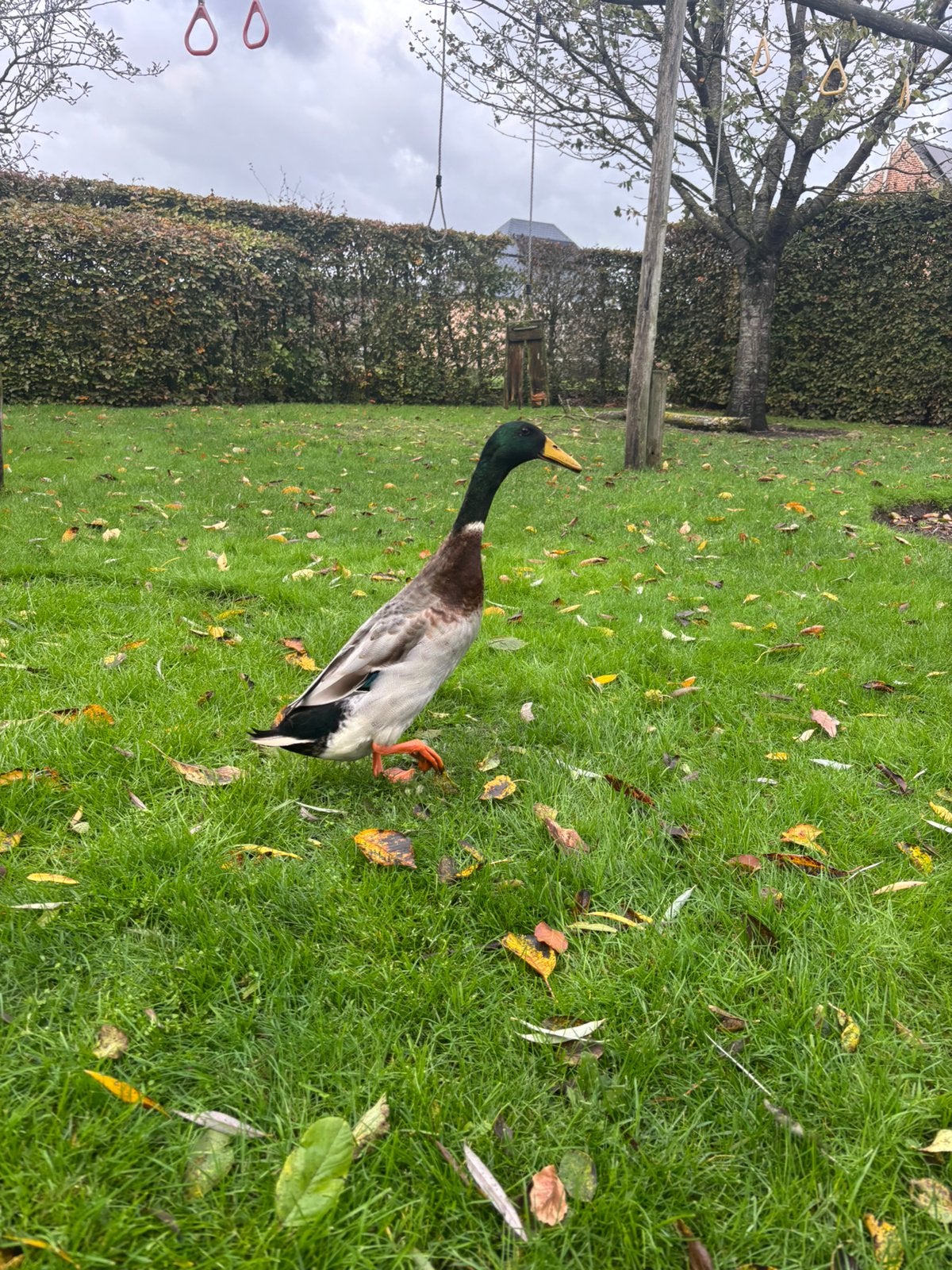 Mooie, gezonde loopeend te koop voor een goed thuisje., Dieren en Toebehoren, Mannelijk, Eend
