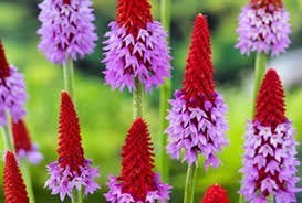 Primula Vialli, Enlèvement, Mi-ombre