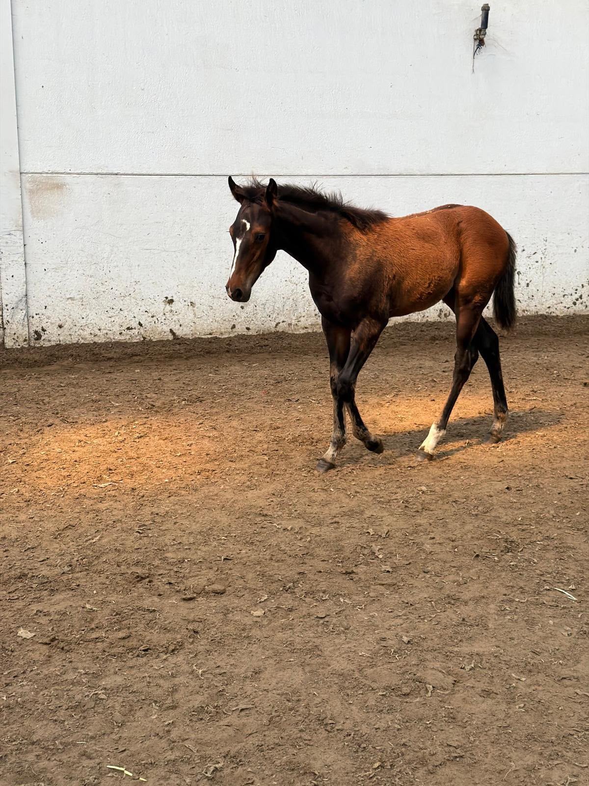 Mooi hengstveulen, Dieren en Toebehoren, Paarden, Hengst