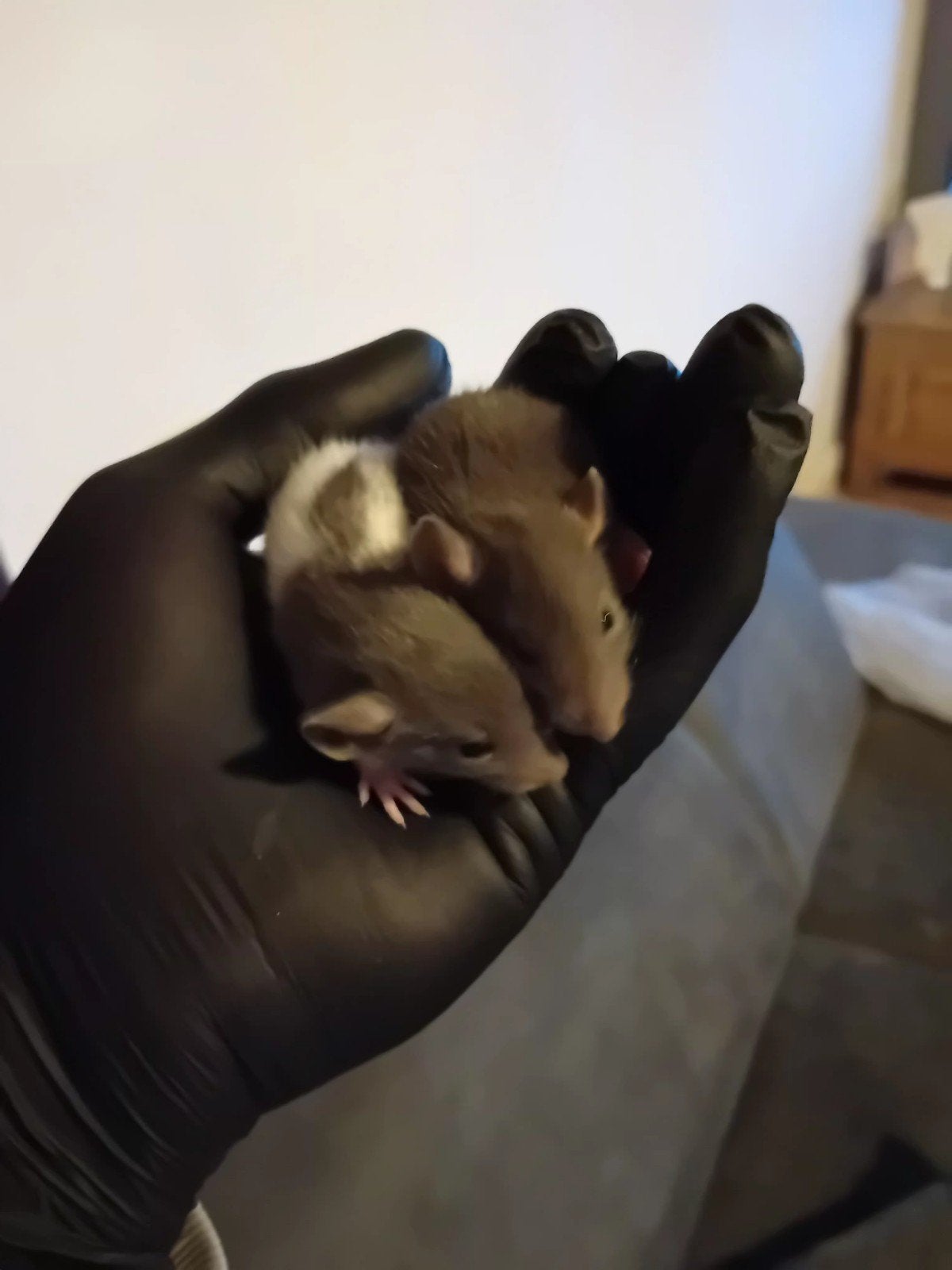 jonge ratjes  normaal en naakt ratten, Dieren en Toebehoren, Rat, Meerdere dieren, Tam, September