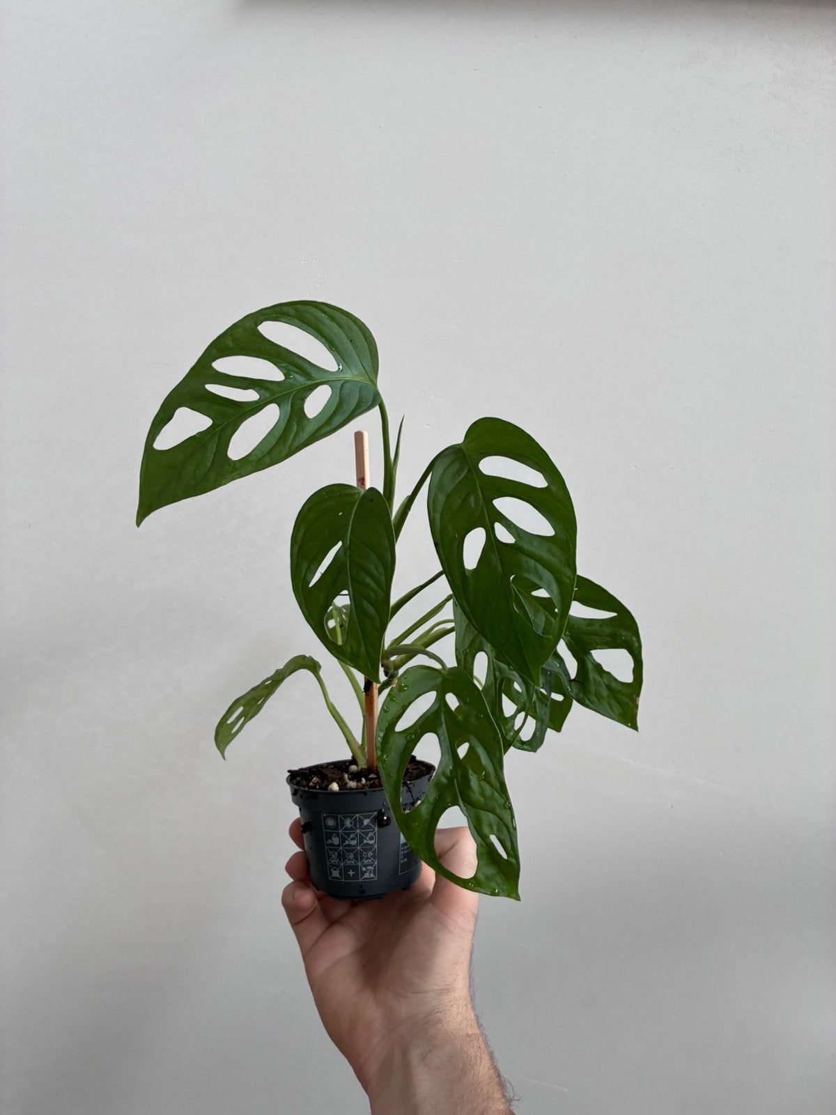 Monstera adansonii mint reverted, Ophalen