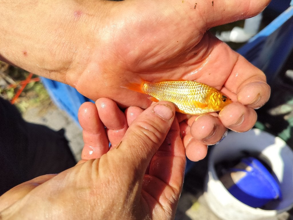 Koi en karpertjes, Dieren en Toebehoren